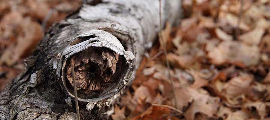 Cleveland Ohio Tree Removal Company