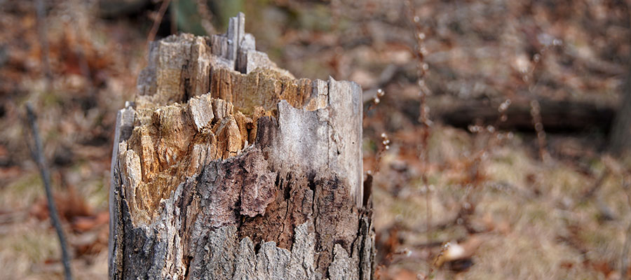 Tree Removal Company in Cleveland Ohio