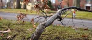 cleveland oh tree trimming and pruning company