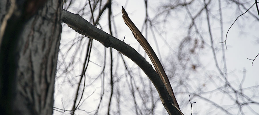 cleveland tree purning and trimming company