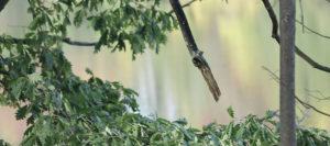 cleveland tree trimming and pruning company