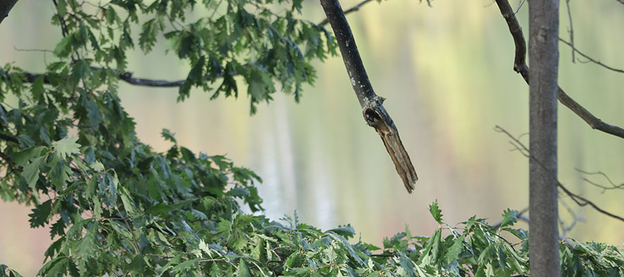 cleveland tree trimming and pruning company