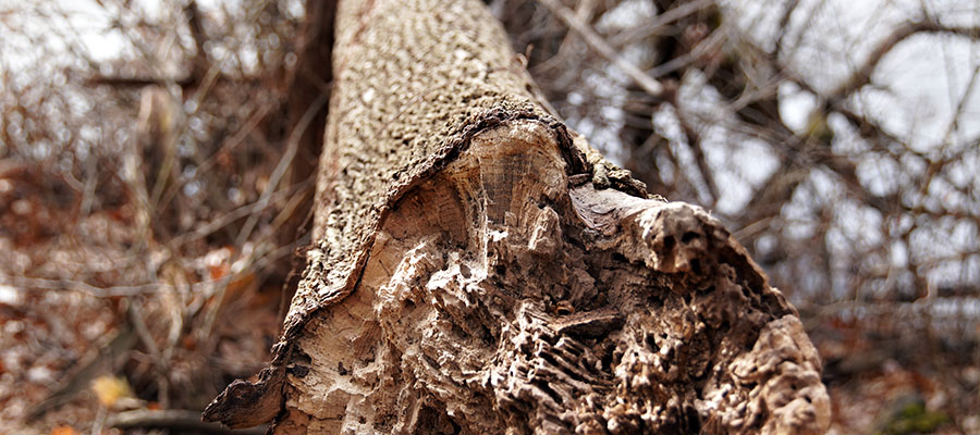 tree removal and trimming company cleveland heights