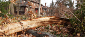 tree removal company in cleveland heights