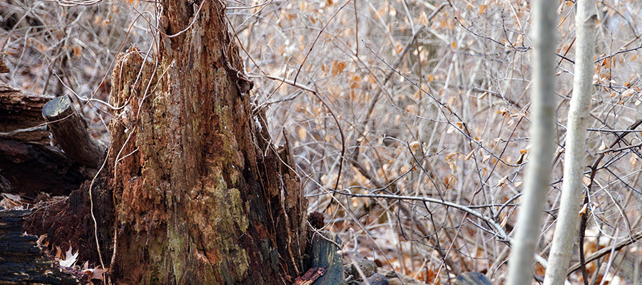 Cleveland Heights Tree Removal and Trimming