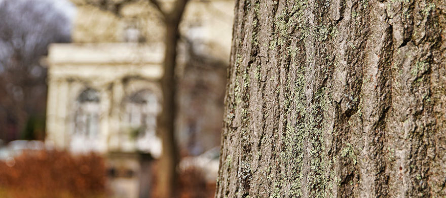 Cleveland tree company watering in spring