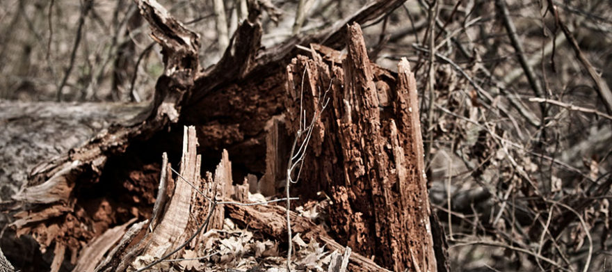 tree trimming in cleveland tree pruning