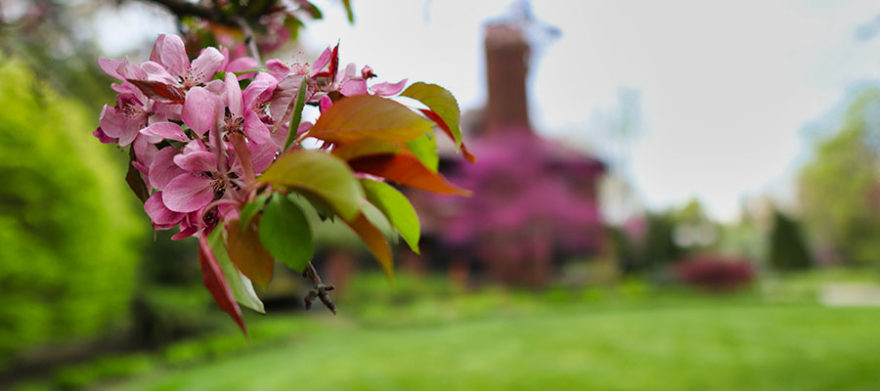 cleveland heights tree company bloom