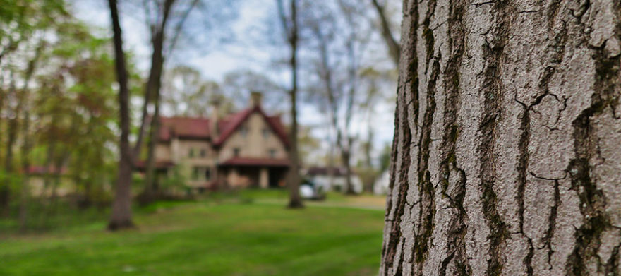 cleveland heights tree company planting trees fertilizer