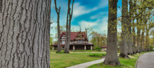 cleveland heights tree company transplant