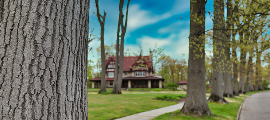 cleveland heights tree company transplant