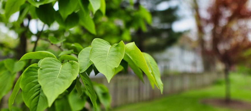 cleveland tree company bare spots