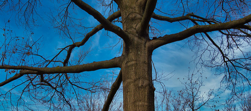 cleveland tree company planting