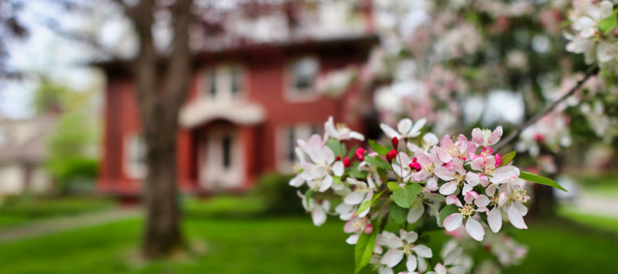 cleveland tree service company