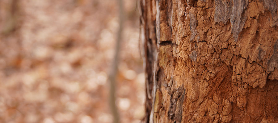 sudden branch drop syndrome cleveland tree company