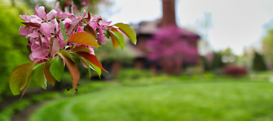 cleveland tree company edging property